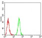 BMP2 Antibody